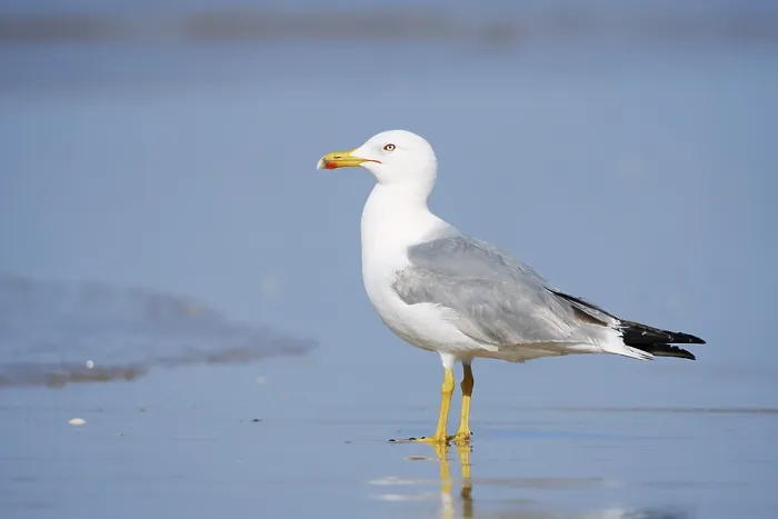 Gerahmter Druck : Mittelmeerseeschwalbe (Larus michahellis) Gerahmter Druck : Mittelmeerseeschwalbe (Larus michahellis)