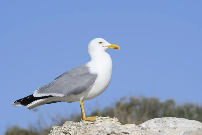 Gerahmter Druck : Mittelmeerseeschwalbe (Larus michahellis) Gerahmter Druck : Mittelmeerseeschwalbe (Larus michahellis)