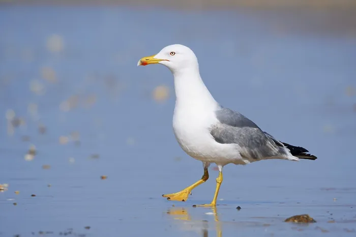Gerahmter Druck : Mittelmeerseeschwalbe (Larus michahellis) Gerahmter Druck : Mittelmeerseeschwalbe (Larus michahellis)