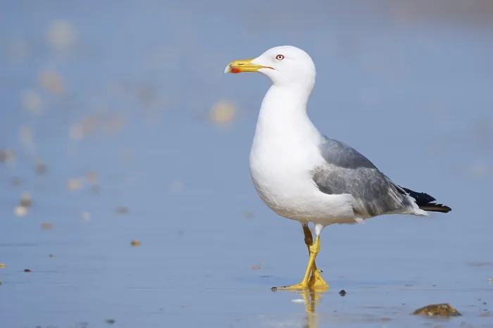Gerahmter Druck : Mittelmeerseeschwalbe (Larus michahellis) in Algarve, Portugal Gerahmter Druck : Mittelmeerseeschwalbe (Larus michahellis) in Algarve, Portugal