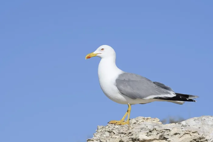 Gerahmter Druck : Mittelmeerseeschwalbe (Larus michahellis)