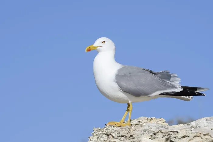 Gerahmter Druck : Mittelmeerseeschwalbe (Larus michahellis) Gerahmter Druck : Mittelmeerseeschwalbe (Larus michahellis)