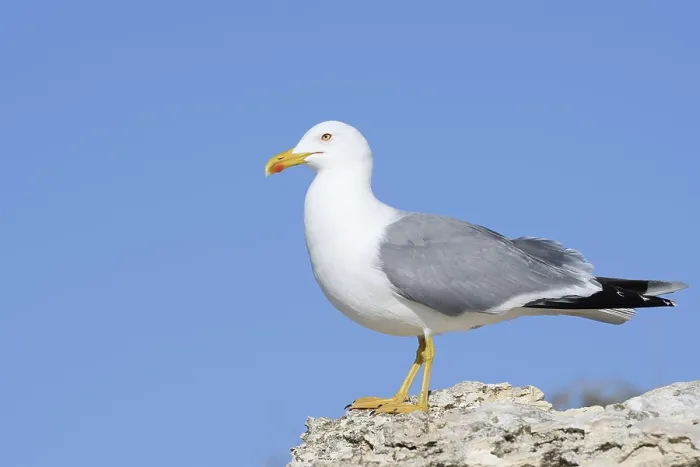 Gerahmter Druck : Mittelmeerseeschwalbe (Larus michahellis) Gerahmter Druck : Mittelmeerseeschwalbe (Larus michahellis)