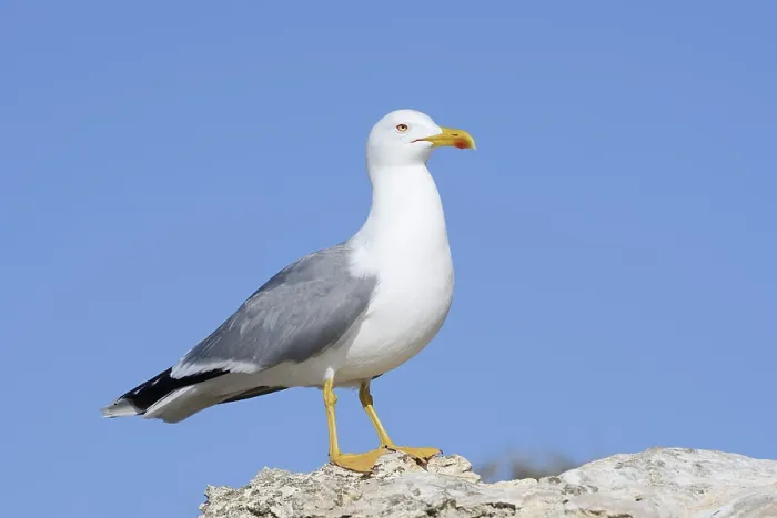 Gerahmter Druck : Mittelmeer-Seeschwalbe (Larus michahellis) Gerahmter Druck : Mittelmeer-Seeschwalbe (Larus michahellis)