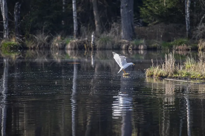 Gerahmter Druck : Mittelmeerseeschwalbe (Larus michahellis) Gerahmter Druck : Mittelmeerseeschwalbe (Larus michahellis)