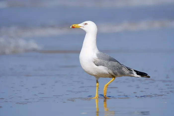 Gerahmter Druck : Mittelmeerseeschwalbe (Larus michahellis) am Strand. Gerahmter Druck : Mittelmeerseeschwalbe (Larus michahellis) am Strand.