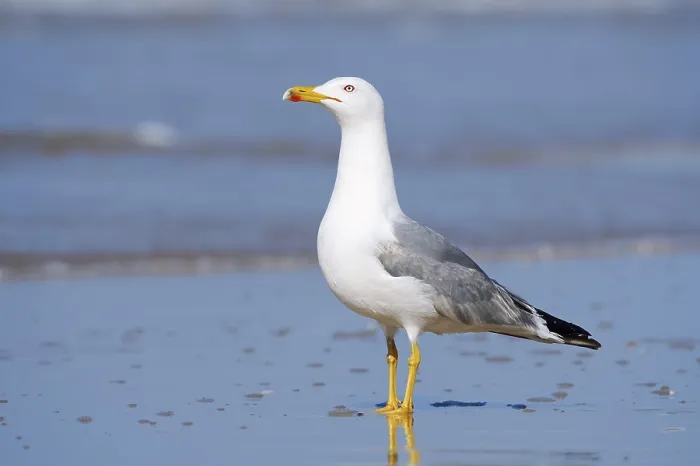 Gerahmter Druck : Mittelmeerseeschwalbe (Larus michahellis) am Strand. Gerahmter Druck : Mittelmeerseeschwalbe (Larus michahellis) am Strand.