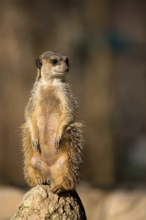 Gerahmter Druck : Meerkat im Wilden Gerahmter Druck : Meerkat im Wilden