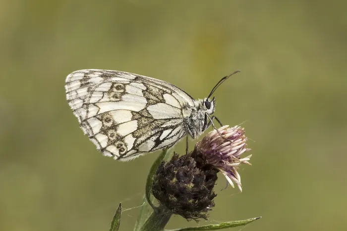 Gerahmter Druck : Melanargia galathea, Schachbrett. Gerahmter Druck : Melanargia galathea, Schachbrett.