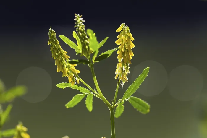 Gerahmter Druck : Melilot (Melilotus officinalis) Gerahmter Druck : Melilot (Melilotus officinalis)