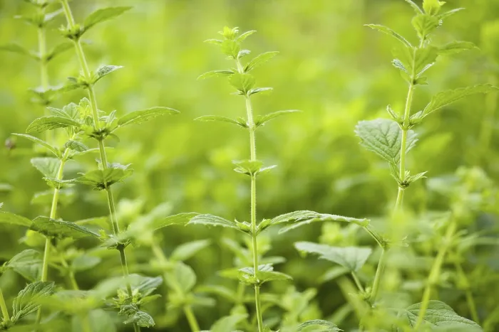 Gerahmter Druck : Melissa officinalis Gerahmter Druck : Melissa officinalis