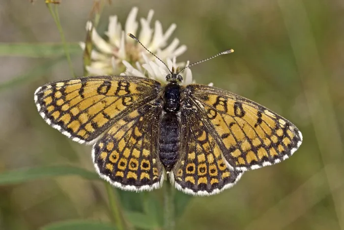 Gerahmter Druck : Melitaea cinxia, Gemeine Edelperlmutter Gerahmter Druck : Melitaea cinxia, Gemeine Edelperlmutter