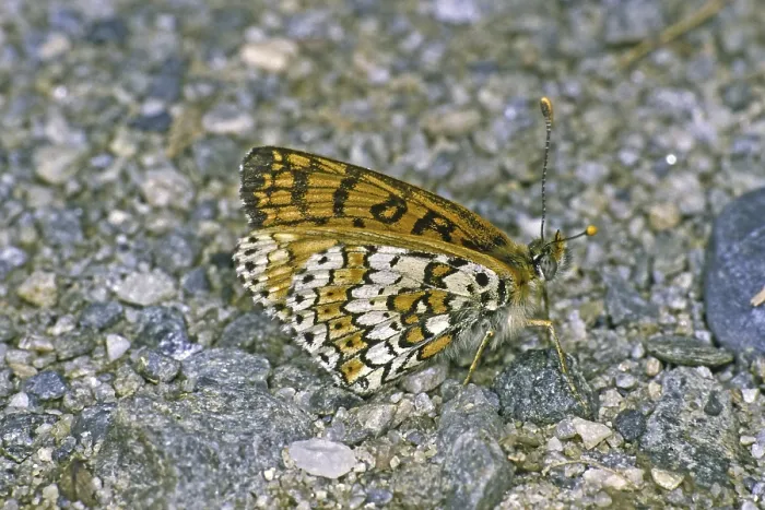 Gerahmter Druck : Melitaea cinxia, gewöhnliche Schmetterlinge. Gerahmter Druck : Melitaea cinxia, gewöhnliche Schmetterlinge.