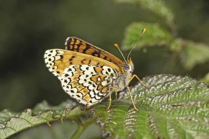 Gerahmter Druck : Melitaea cinxia, Gemeine Schwalbenfalter. Gerahmter Druck : Melitaea cinxia, Gemeine Schwalbenfalter.