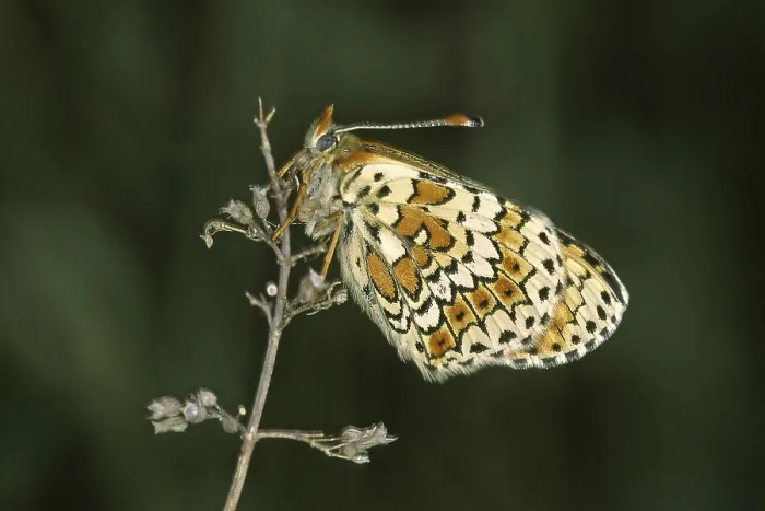 Gerahmter Druck : Melitaea cinxia, Gemeine Edelweißfalter. Gerahmter Druck : Melitaea cinxia, Gemeine Edelweißfalter.