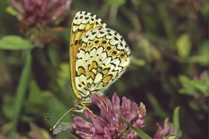 Gerahmter Druck : Melitaea cinxia auf Klee Gerahmter Druck : Melitaea cinxia auf Klee