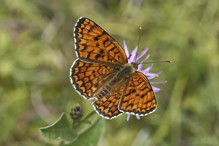 Gerahmter Druck : Melitaea phoebe, Knopfblättermotte Gerahmter Druck : Melitaea phoebe, Knopfblättermotte