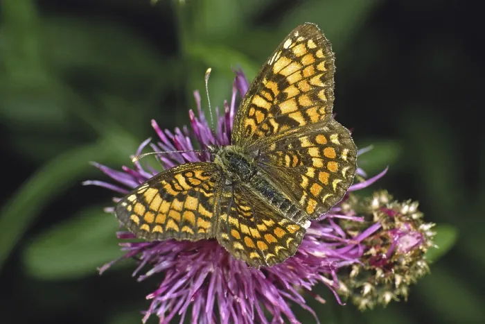Gerahmter Druck : Melitaea phoebe, Knapflötermotte Gerahmter Druck : Melitaea phoebe, Knapflötermotte