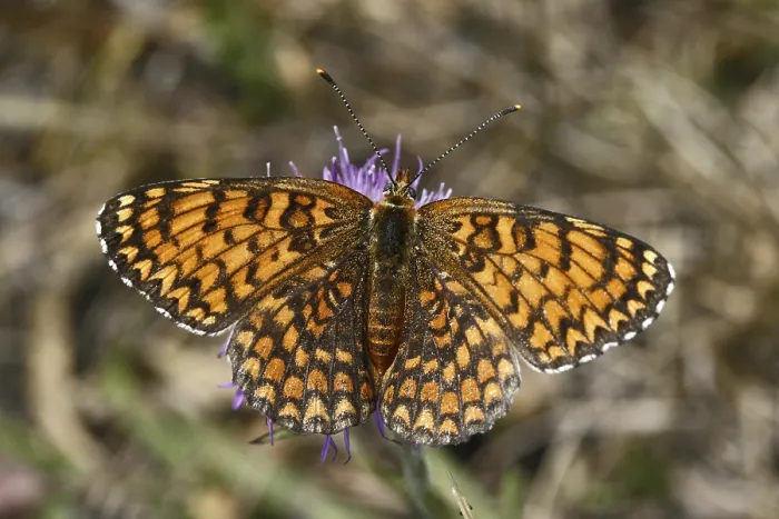 Gerahmter Druck : Melitaea phoebe, Knabeneule Gerahmter Druck : Melitaea phoebe, Knabeneule