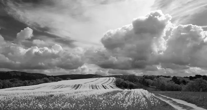 Gerahmter Druck : Erinnerungen an Mai (bw) Gerahmter Druck : Erinnerungen an Mai (bw)