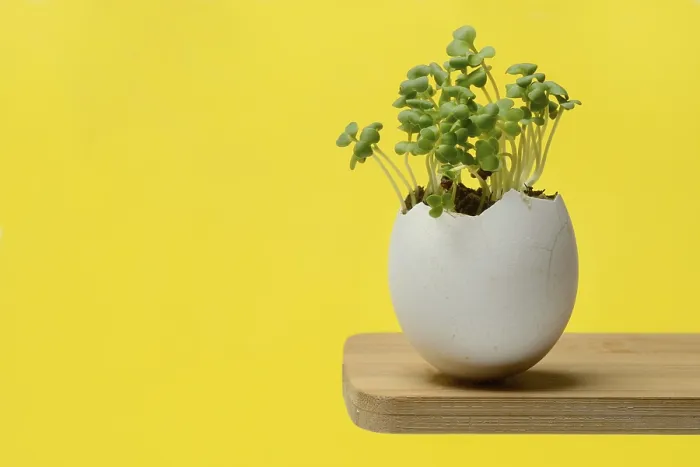 Gerahmter Druck : Microgrün, Microgreens in Eierschale, Mikrolblätter Gerahmter Druck : Microgrün, Microgreens in Eierschale, Mikrolblätter