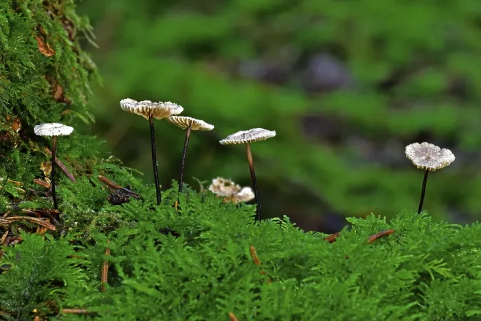 Gerahmter Druck : Micromphale perforans (Micromphale perforans) Gerahmter Druck : Micromphale perforans (Micromphale perforans)