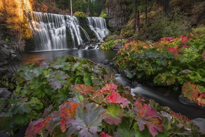 Gerahmter Druck : Mittlerer Wasserfall, Fall-Wasserfall, McCloud-Fluss Gerahmter Druck : Mittlerer Wasserfall, Fall-Wasserfall, McCloud-Fluss