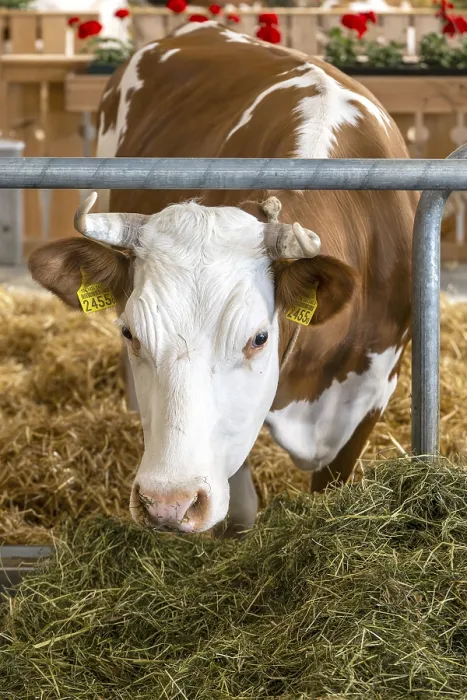 Gerahmter Druck : Milchkuh in Bern, Schweiz Gerahmter Druck : Milchkuh in Bern, Schweiz