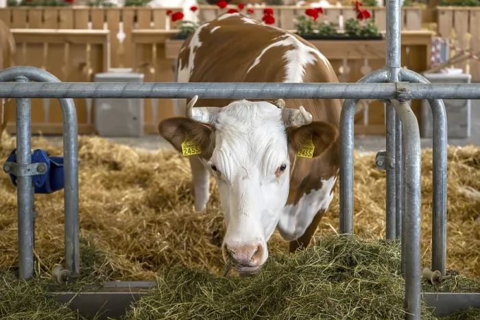 Gerahmter Druck : Milchkuh in Bern, Schweiz Gerahmter Druck : Milchkuh in Bern, Schweiz