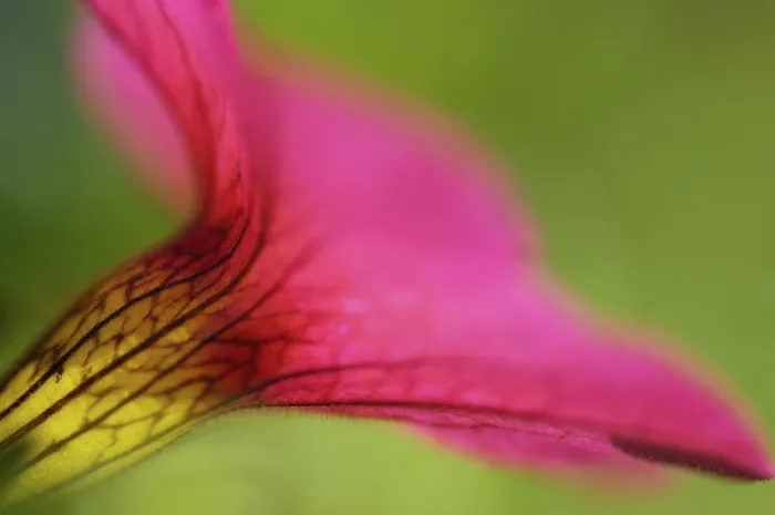 Gerahmter Druck : Mimulus von der Seite, Detail, Nahansicht Gerahmter Druck : Mimulus von der Seite, Detail, Nahansicht