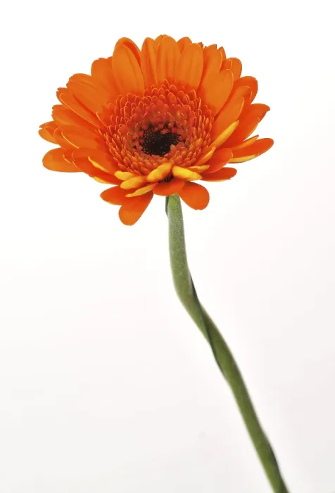 Gerahmter Druck : Mini Gerbera Gerahmter Druck : Mini Gerbera