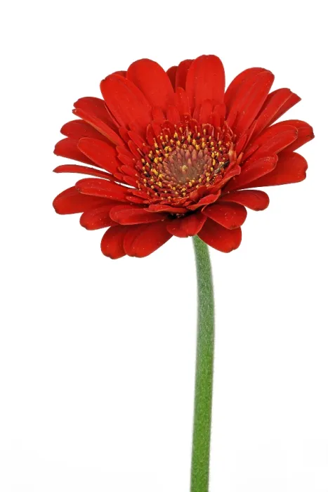 Gerahmter Druck : Miniatur-Gerbera Gerahmter Druck : Miniatur-Gerbera