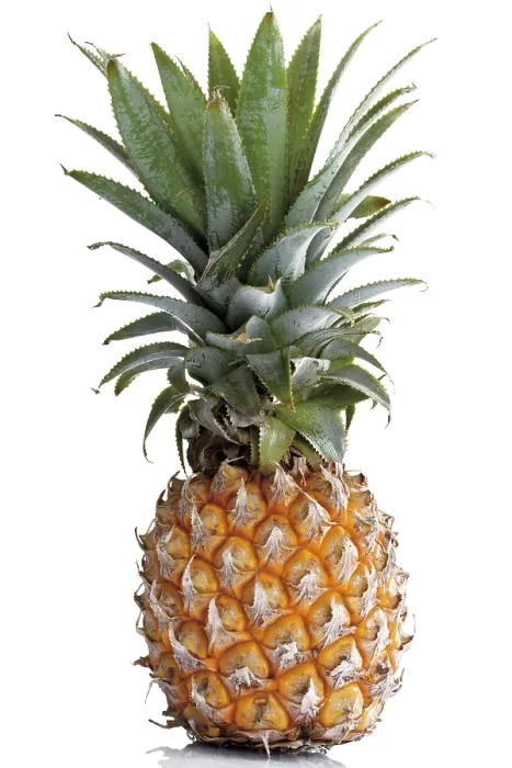 Gerahmter Druck : Miniaturananas (Ananas comosus) Gerahmter Druck : Miniaturananas (Ananas comosus)