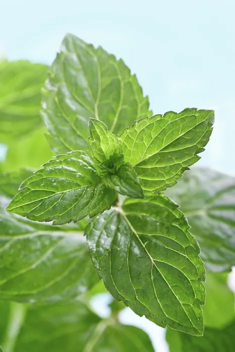 Gerahmter Druck : Mint Gerahmter Druck : Mint