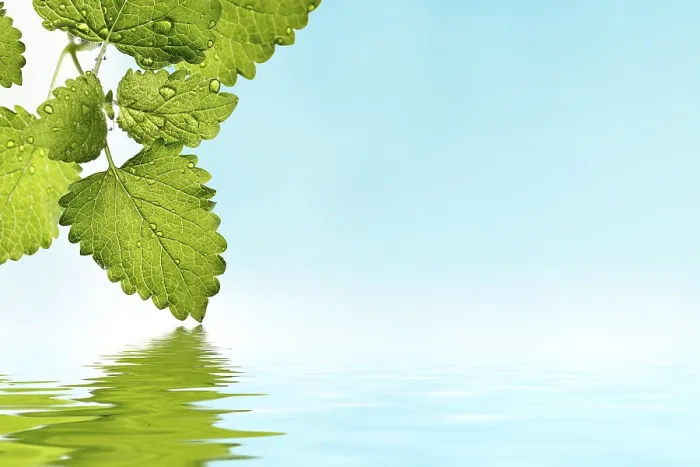 Gerahmter Druck : Mintblätter spiegeln sich im Wasser. Gerahmter Druck : Mintblätter spiegeln sich im Wasser.