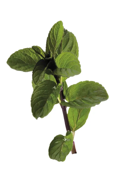 Gerahmter Druck : Mint (Mentha) Gerahmter Druck : Mint (Mentha)