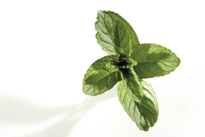 Gerahmter Druck : Minze (Mentha) Gerahmter Druck : Minze (Mentha)