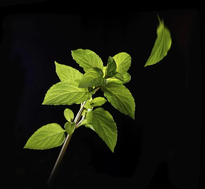 Gerahmter Druck : Mint (Mentha) vor einem schwarzen Hintergrund. Gerahmter Druck : Mint (Mentha) vor einem schwarzen Hintergrund.