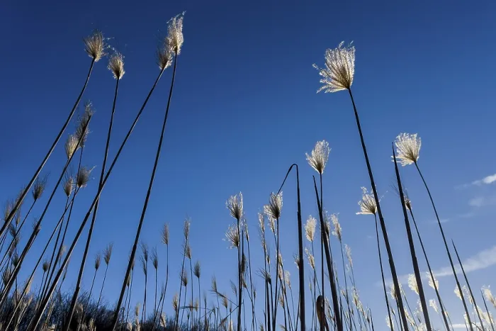 Gerahmter Druck : Miscanthus, (Miscanthus sinensis) Gerahmter Druck : Miscanthus, (Miscanthus sinensis)