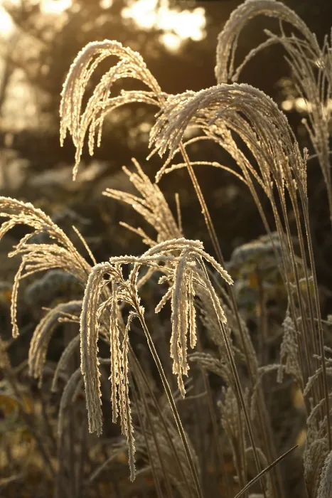 Gerahmter Druck : (Miscanthus) sinensis Gerahmter Druck : (Miscanthus) sinensis