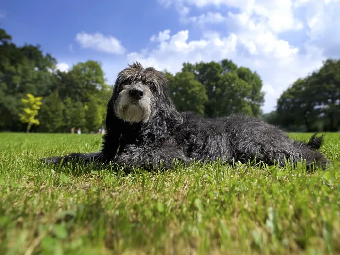 Gerahmter Druck : Mischlingshund liegt im Gras. Gerahmter Druck : Mischlingshund liegt im Gras.