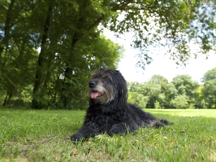 Gerahmter Druck : Mischlingshund liegt im Gras. Gerahmter Druck : Mischlingshund liegt im Gras.