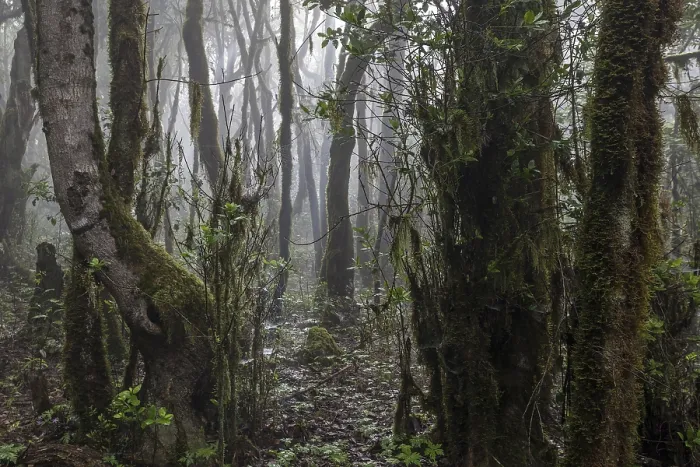 Gerahmter Druck : Mist in der Wolkenwald, Lorbeerwald Gerahmter Druck : Mist in der Wolkenwald, Lorbeerwald