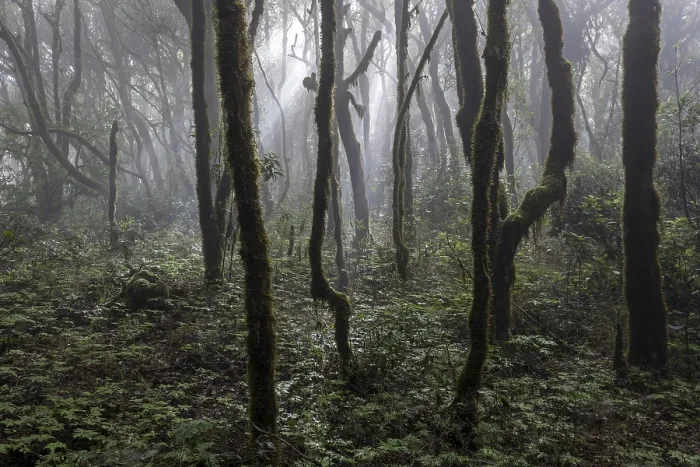 Gerahmter Druck : Mist in der Wolkenwald, Lorbeerwald Gerahmter Druck : Mist in der Wolkenwald, Lorbeerwald