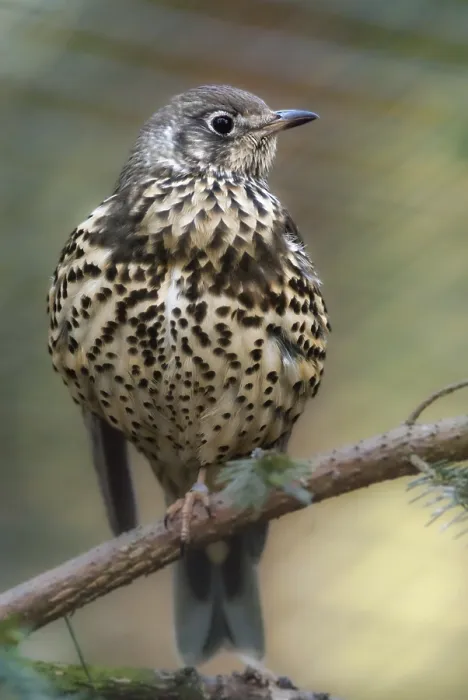 Gerahmter Druck : Mistelzügler, Turdus viscivorus Gerahmter Druck : Mistelzügler, Turdus viscivorus
