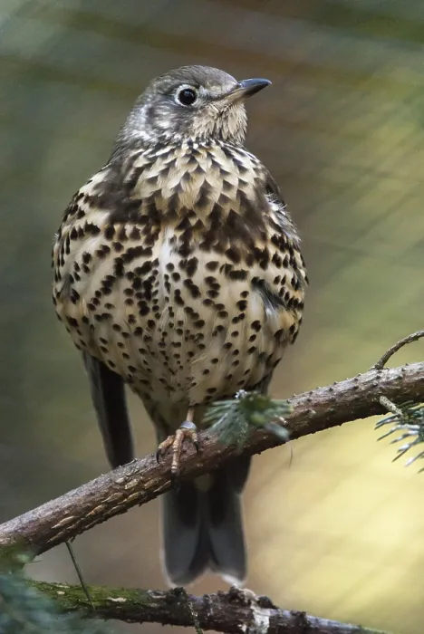 Gerahmter Druck : Mistelzügenvogel, Turdus viscivorus Gerahmter Druck : Mistelzügenvogel, Turdus viscivorus