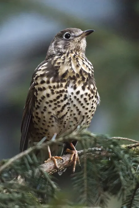 Gerahmter Druck : Mistelzügler, Turdus viscivorus Gerahmter Druck : Mistelzügler, Turdus viscivorus