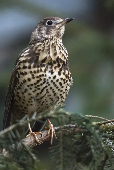 Gerahmter Druck : Mistelzügenvogel, Turdus viscivorus. Gerahmter Druck : Mistelzügenvogel, Turdus viscivorus.
