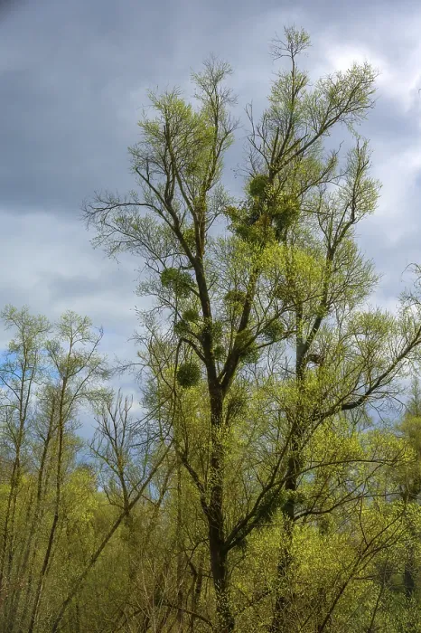 Gerahmter Druck : Mistelzweig (Viscum) an einem Pappelbaum (Populus). Gerahmter Druck : Mistelzweig (Viscum) an einem Pappelbaum (Populus).