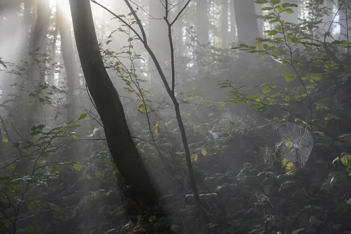 Gerahmter Druck : Dünner Nebel in der Wälder. Gerahmter Druck : Dünner Nebel in der Wälder.
